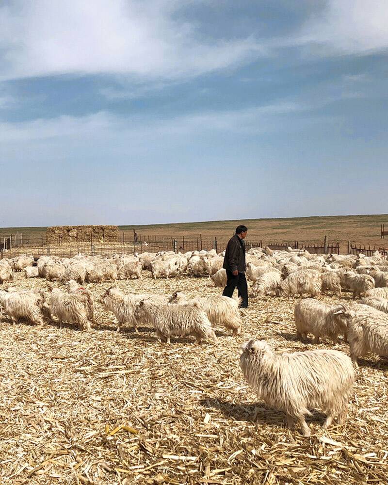 goats in a field