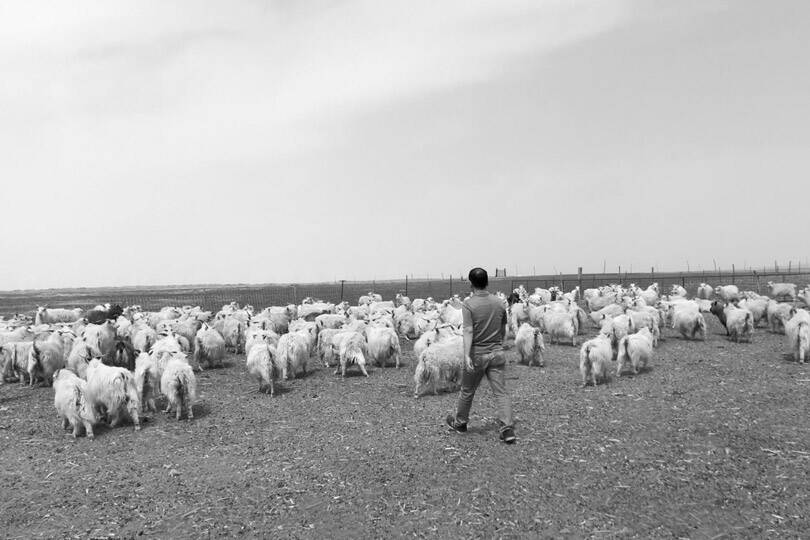 goats with herder